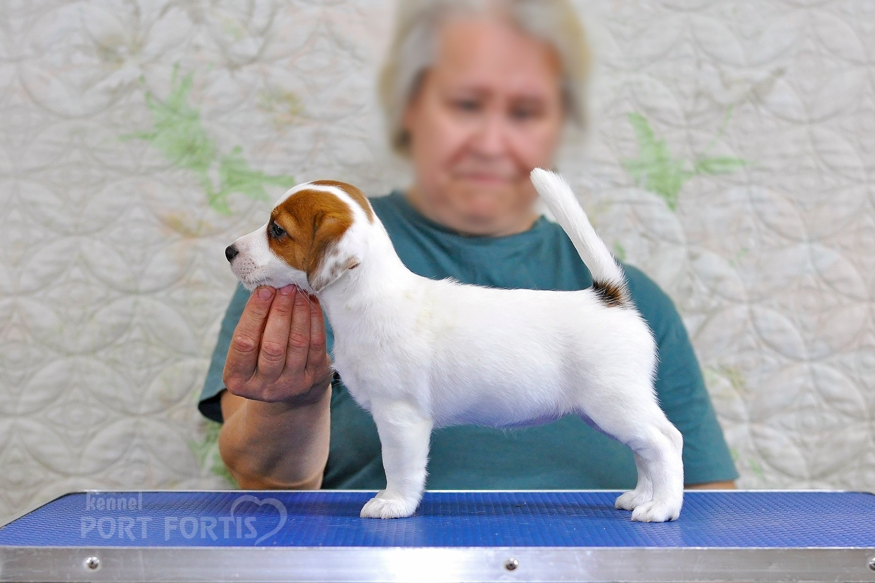 питомник порт фортис, kennel port fortis, джек рассел терьер, питомник джек рассел терьеров, kennel Jack russell terrier, щенки джек рассел терьера, купить щенка