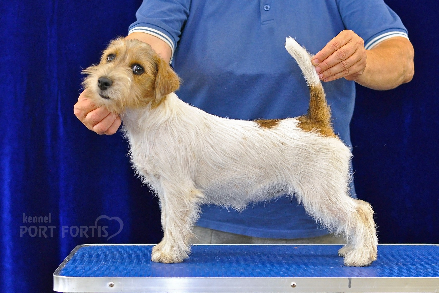 питомник порт фортис, kennel port fortis, джек рассел терьер, питомник джек рассел терьеров, kennel Jack russell terrier, щенки джек рассел терьера, купить щенка