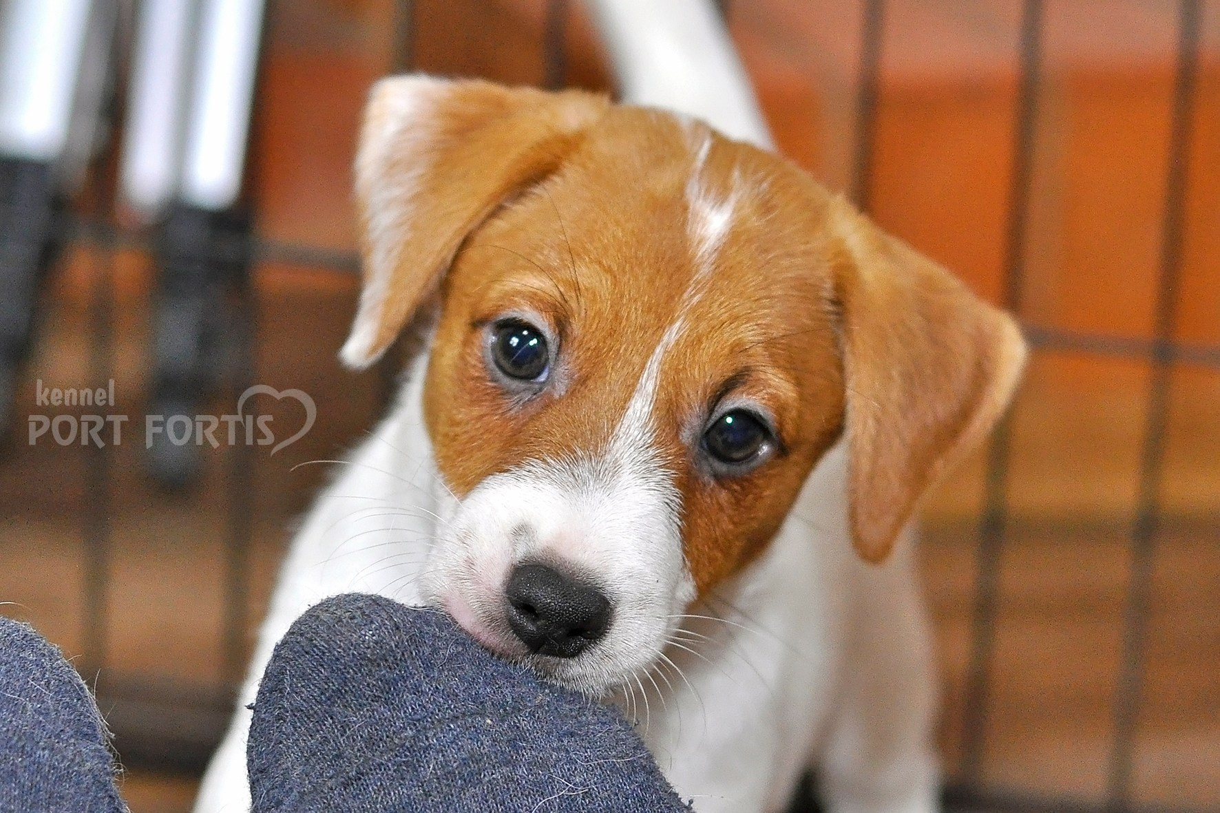 питомник порт фортис, kennel port fortis, джек рассел терьер, питомник джек рассел терьеров, kennel Jack russell terrier, щенки джек рассел терьера, купить щенка