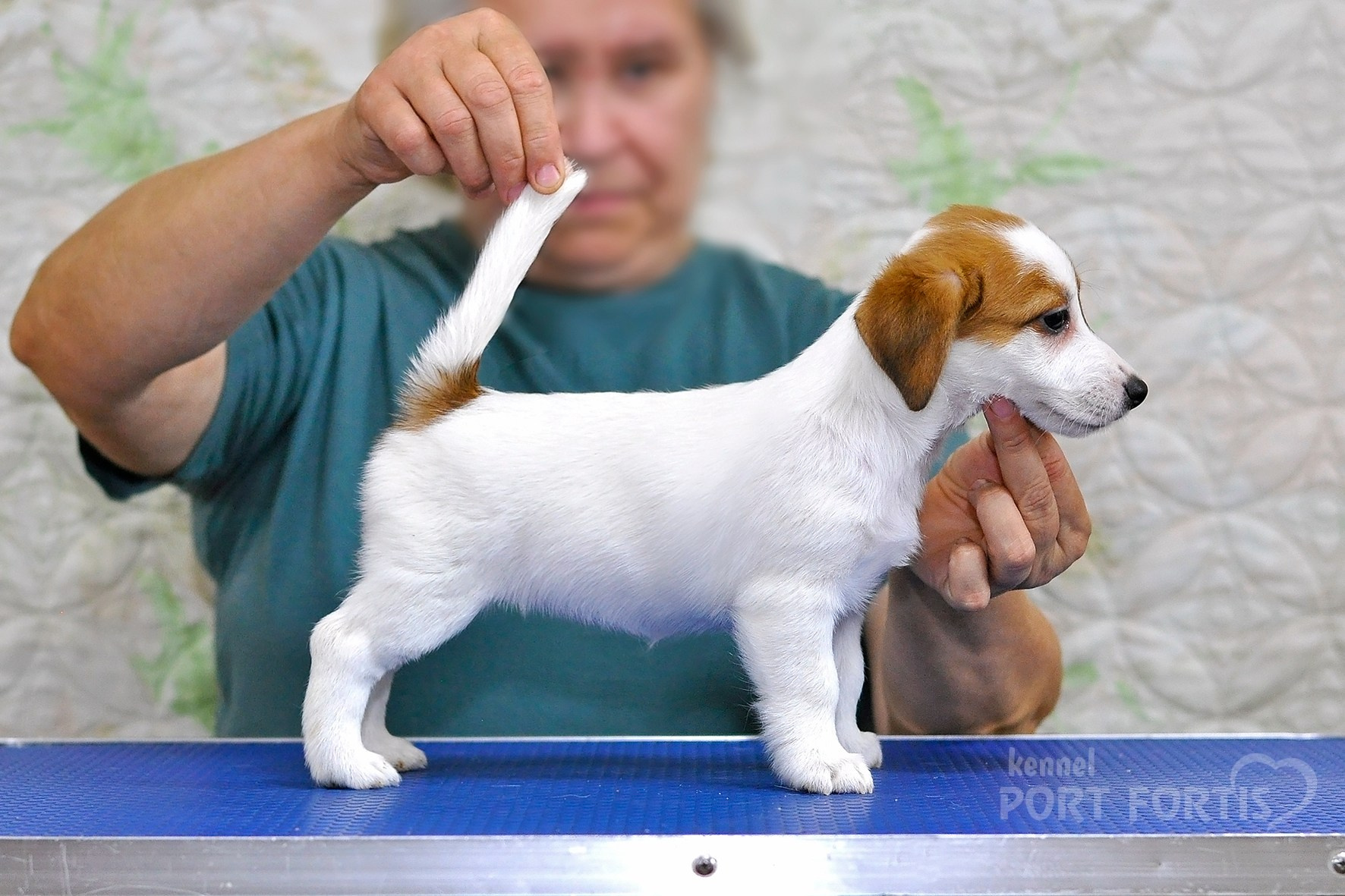 питомник порт фортис, kennel port fortis, джек рассел терьер, питомник джек рассел терьеров, kennel Jack russell terrier, щенки джек рассел терьера, купить щенка