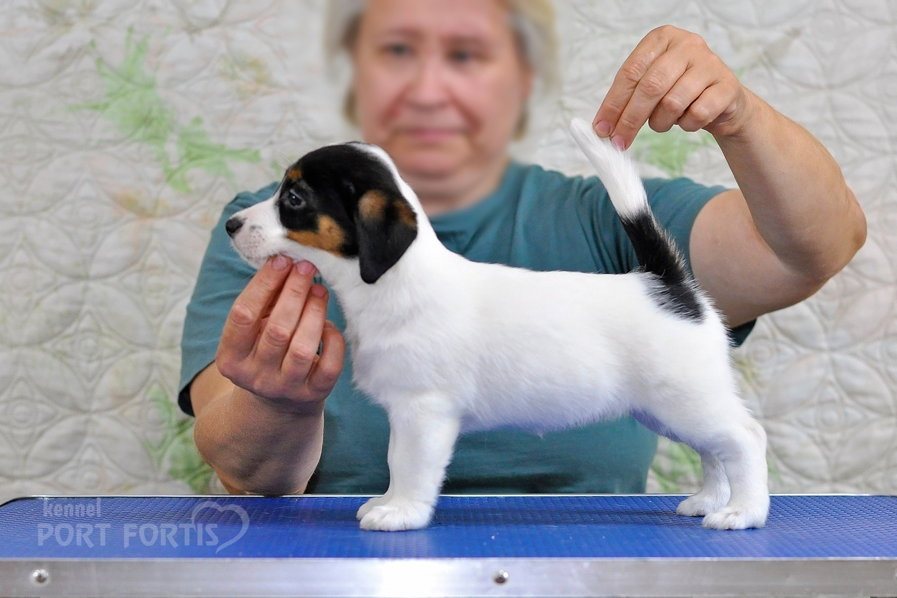 питомник порт фортис, kennel port fortis, джек рассел терьер, питомник джек рассел терьеров, kennel Jack russell terrier, щенки джек рассел терьера, купить щенка