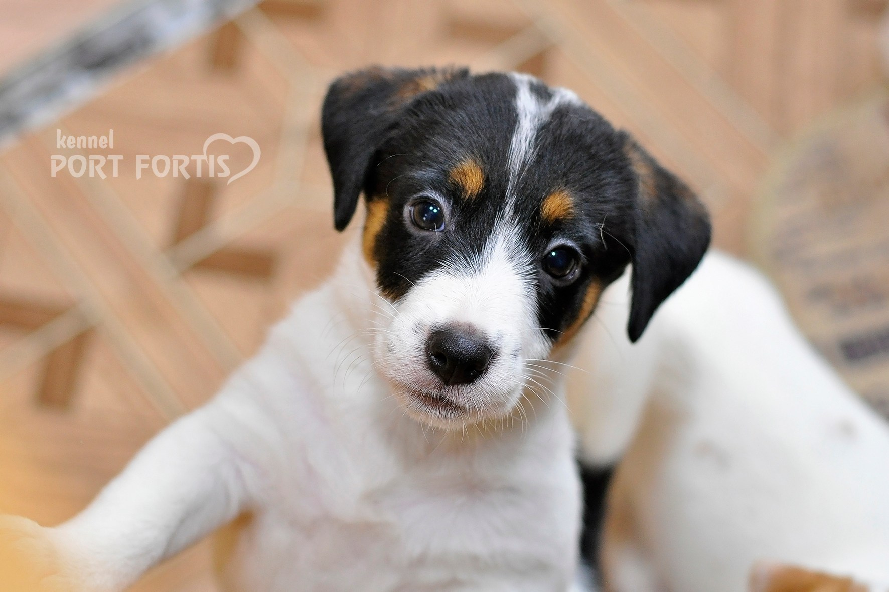 питомник порт фортис, kennel port fortis, джек рассел терьер, питомник джек рассел терьеров, kennel Jack russell terrier, щенки джек рассел терьера, купить щенка
