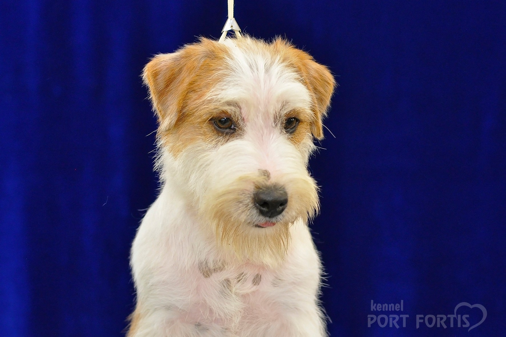 питомник порт фортис, kennel port fortis, джек рассел терьер, питомник джек рассел терьеров, kennel Jack russell terrier, щенки джек рассел терьера, купить щенка