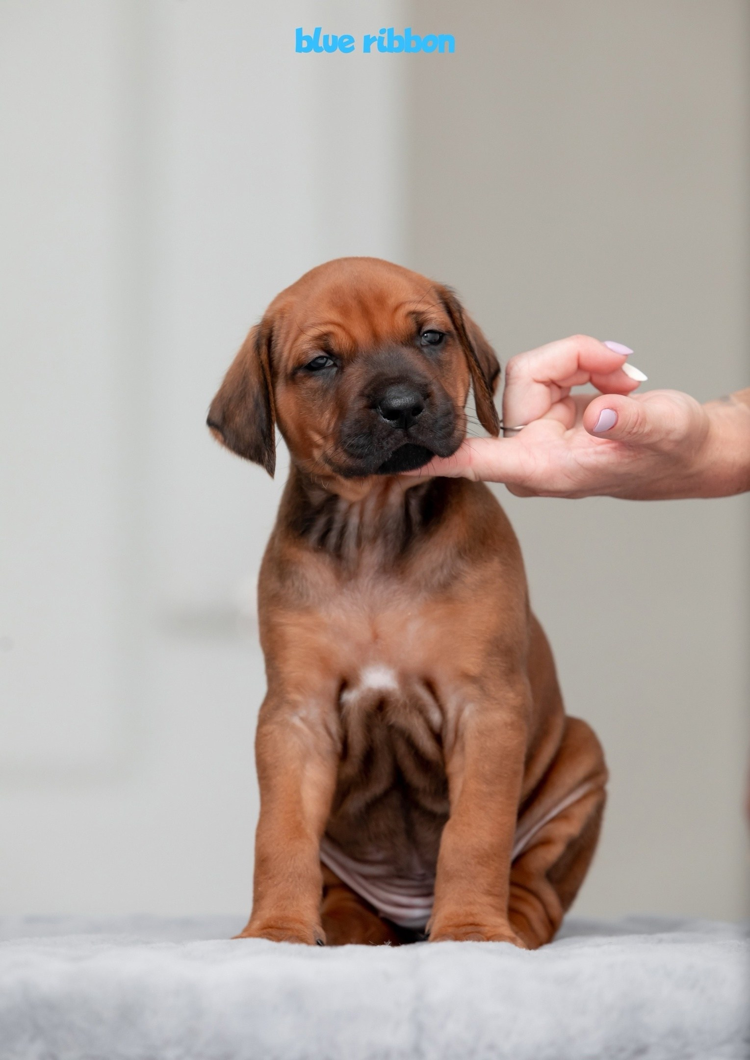 Помет Hakuna Matata. Родезийские Риджбеки в Санкт-Петербурге