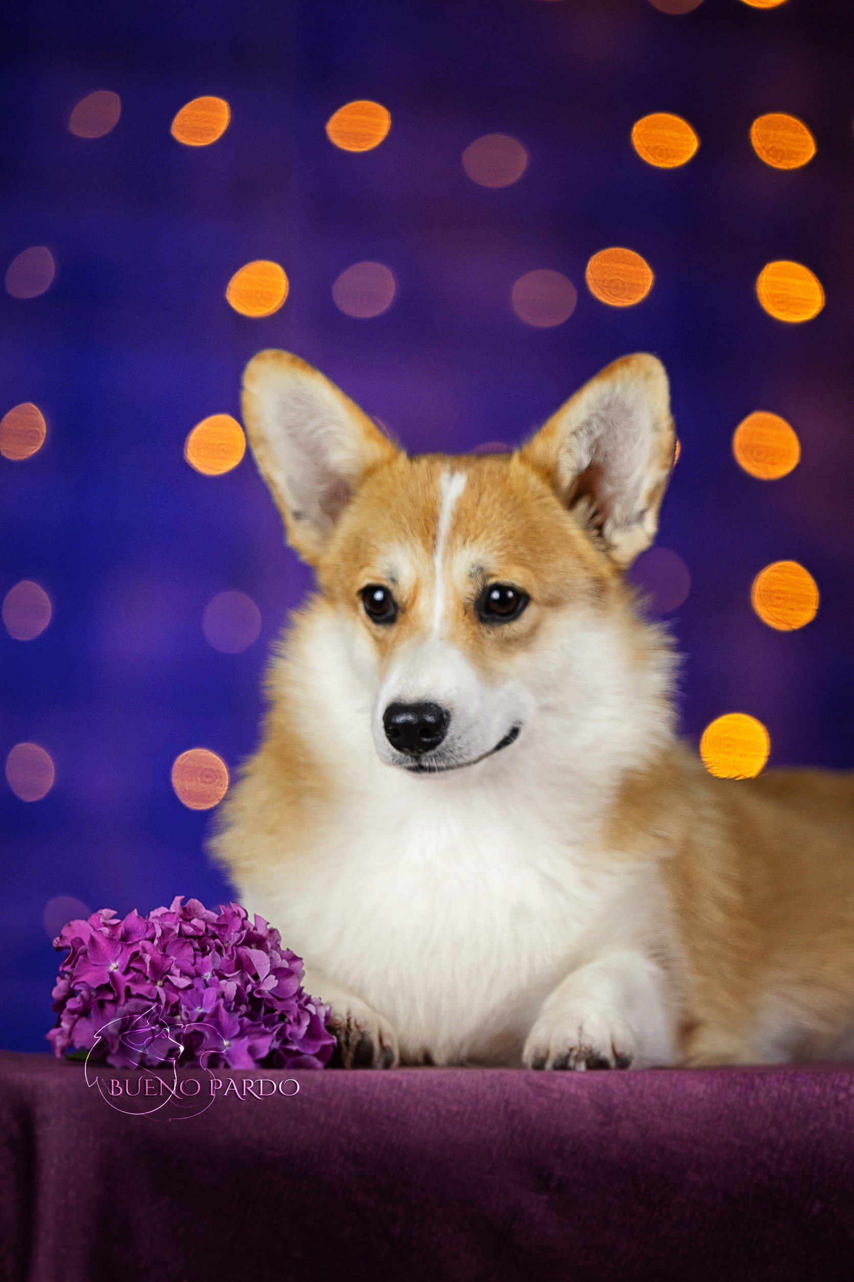 КОРГИ. Kawaii Kuma питомник собак пород Корги пемброк, Акита ину, Сиба