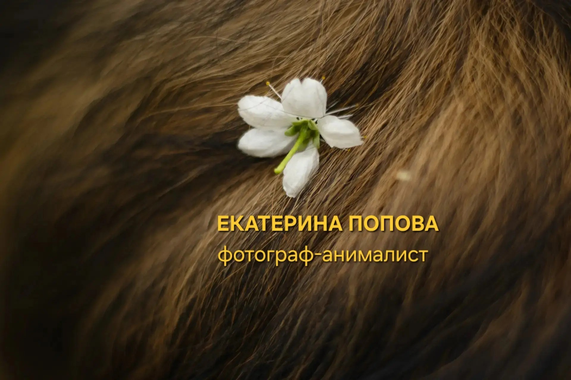 Фотограф Екатерина Попова |Семья и питомцы|НН и Дзержинск