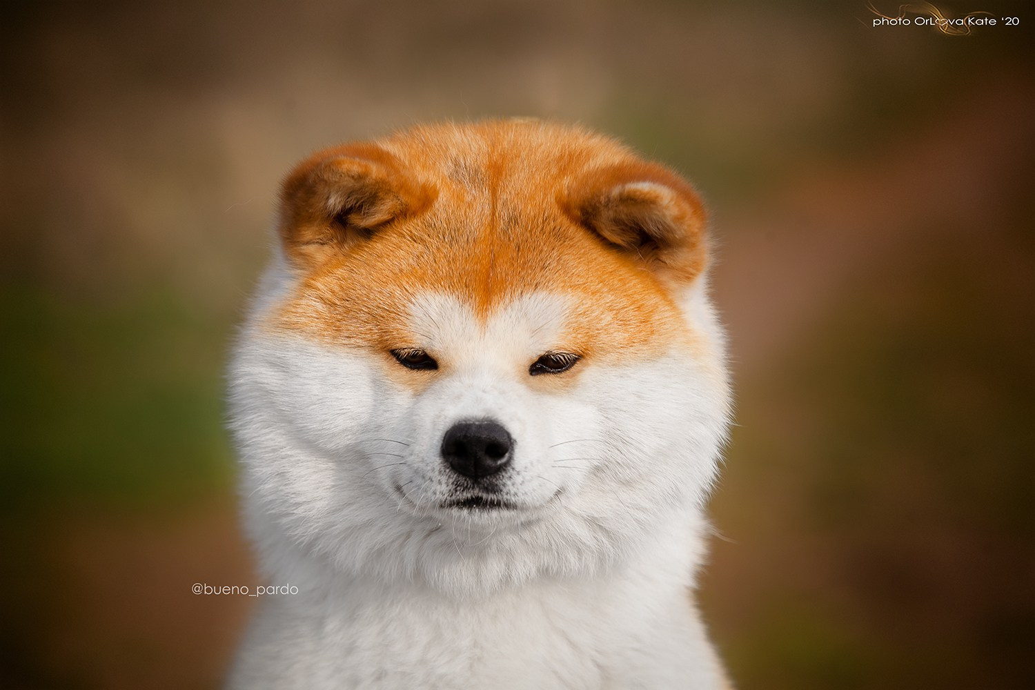 Щенки японской акита ину из питомника. Питомник собак Акита, Хаски, Корги