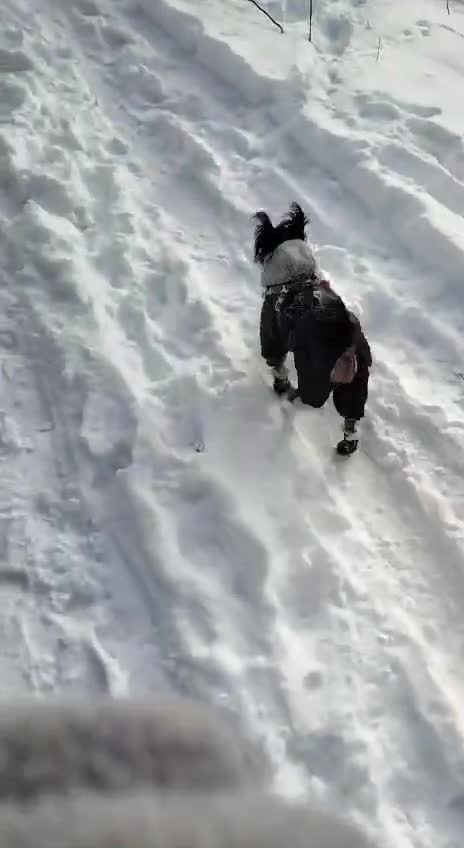 И Винсент нас сегодня весточкой порадовал. Питомник китайских хохлатых собак Poale Ell: купить щенка