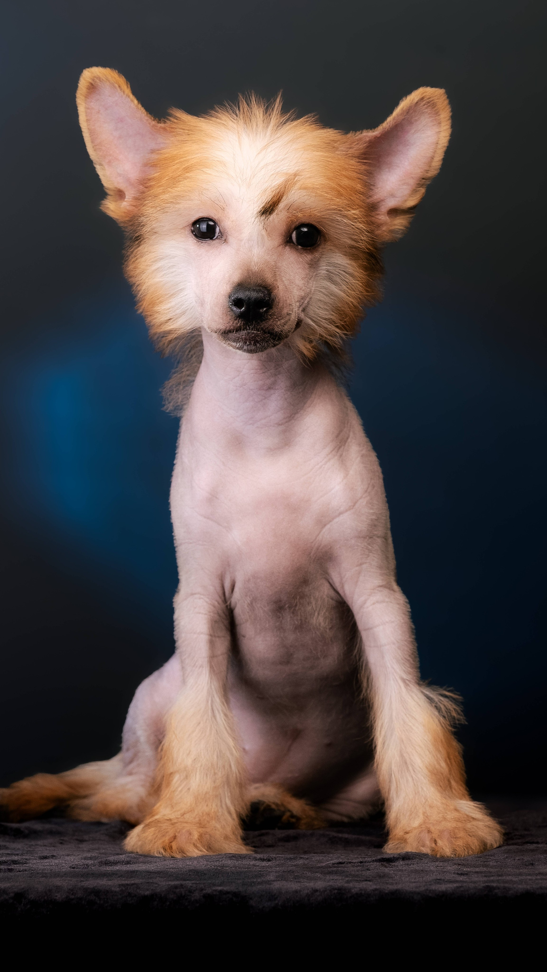 Poale Ell Gloria (Gloria) has gone to a new home!. Chinese Crested Dog Kennel Poale Ell