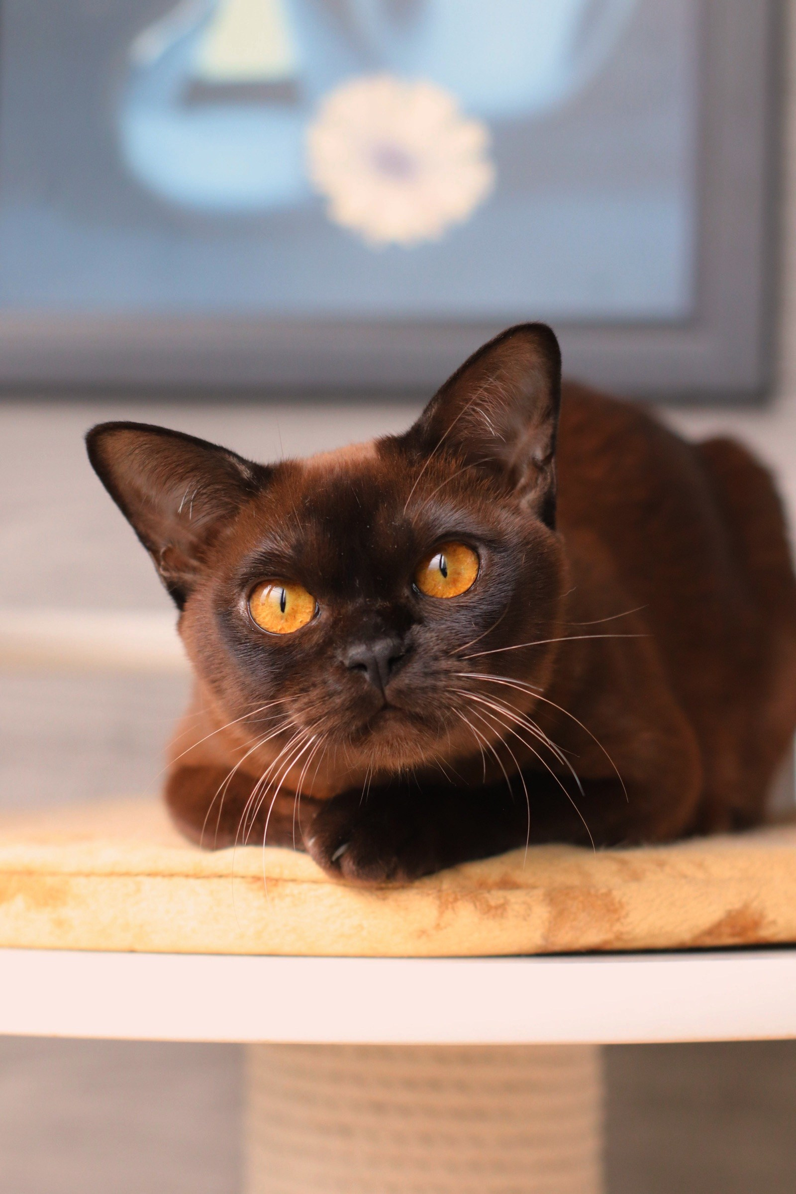 Питомник европейской бурмы BurLabella