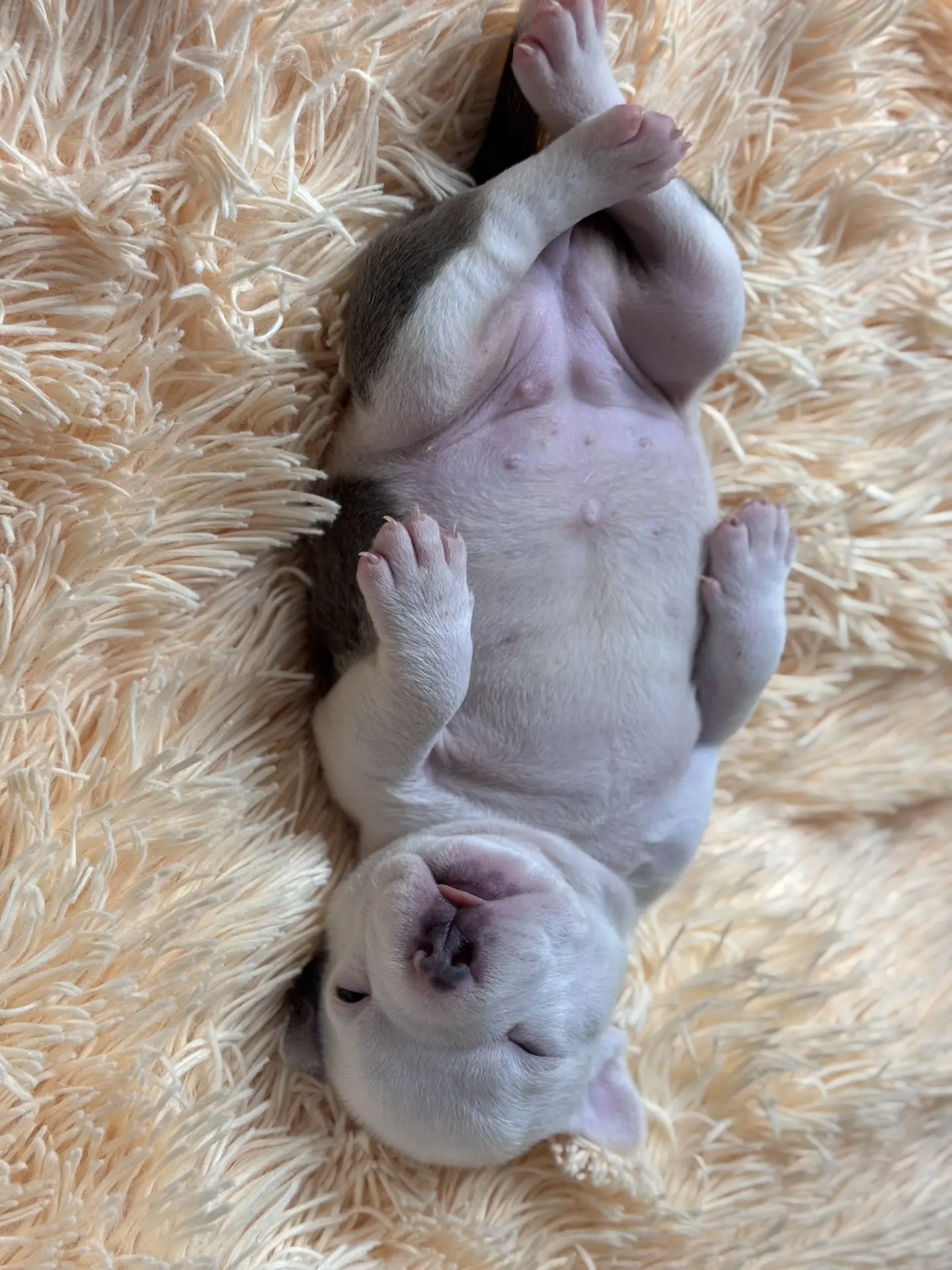 Все свободные щенки. Американский Булли в г. Ростов-на-Дону. Питомник THE POWER OF SIBERIA