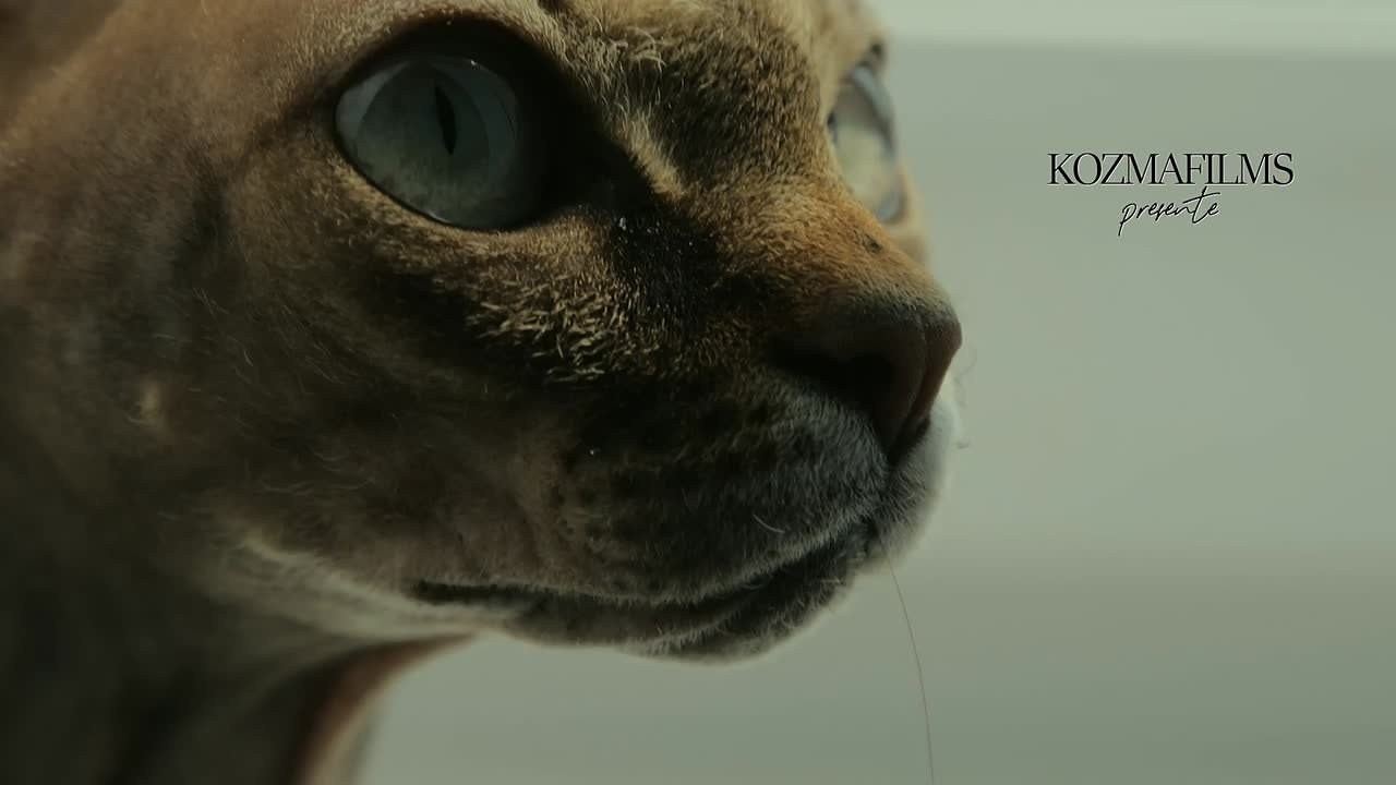 Видеосъемка, видеограф, монтаж, видеооператор, Бузулук. Видеограф Александр Козьма