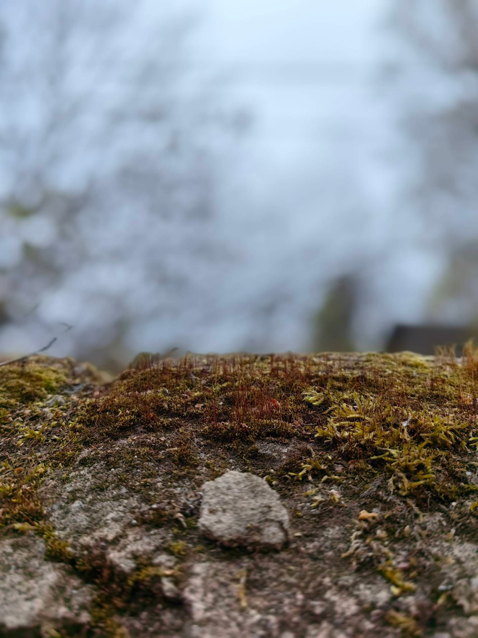 Великий Новгород. Paintings by the artist Sergey Ratchin