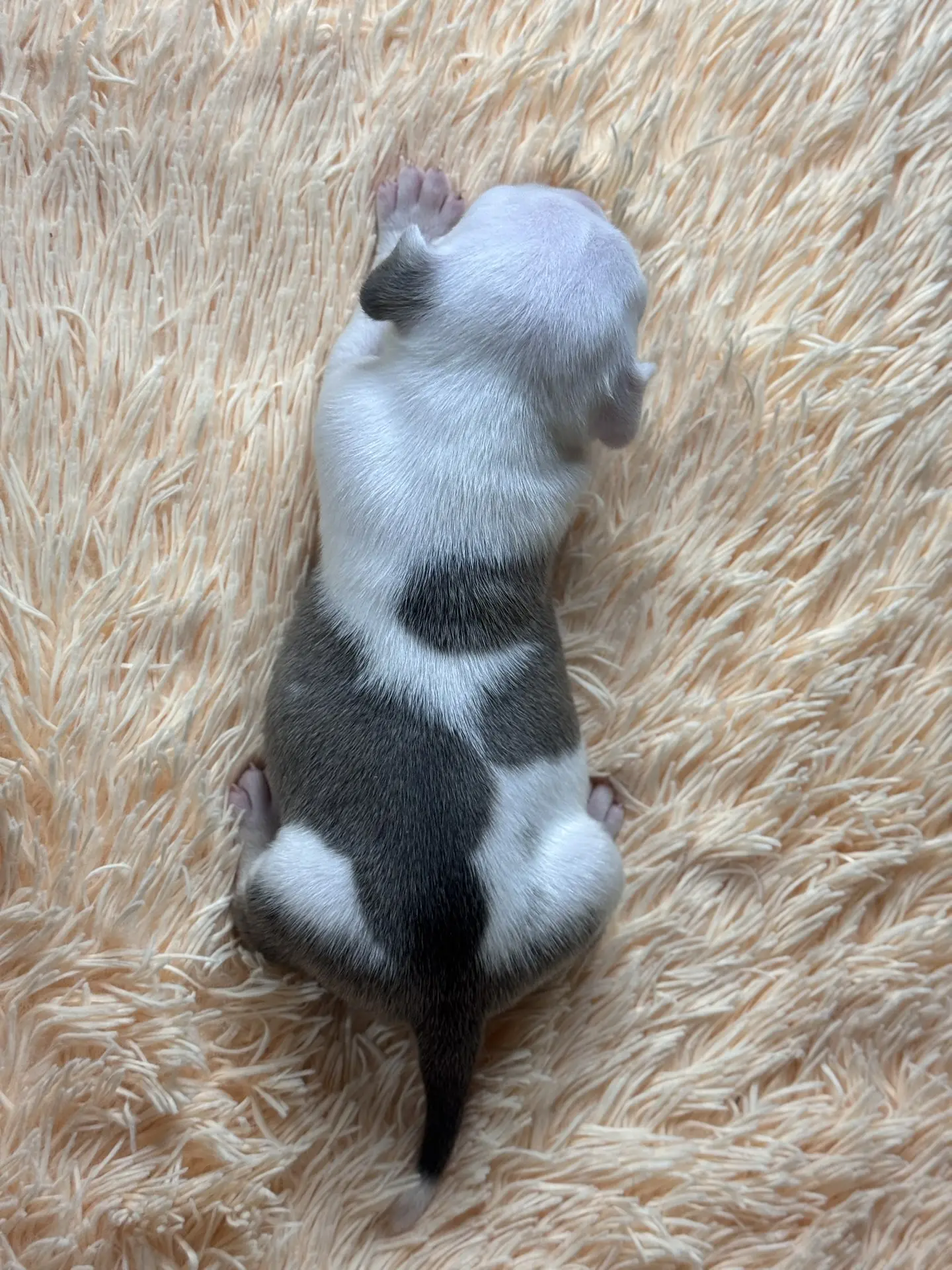 Все свободные щенки. Американский Булли в г. Ростов-на-Дону. Питомник THE POWER OF SIBERIA