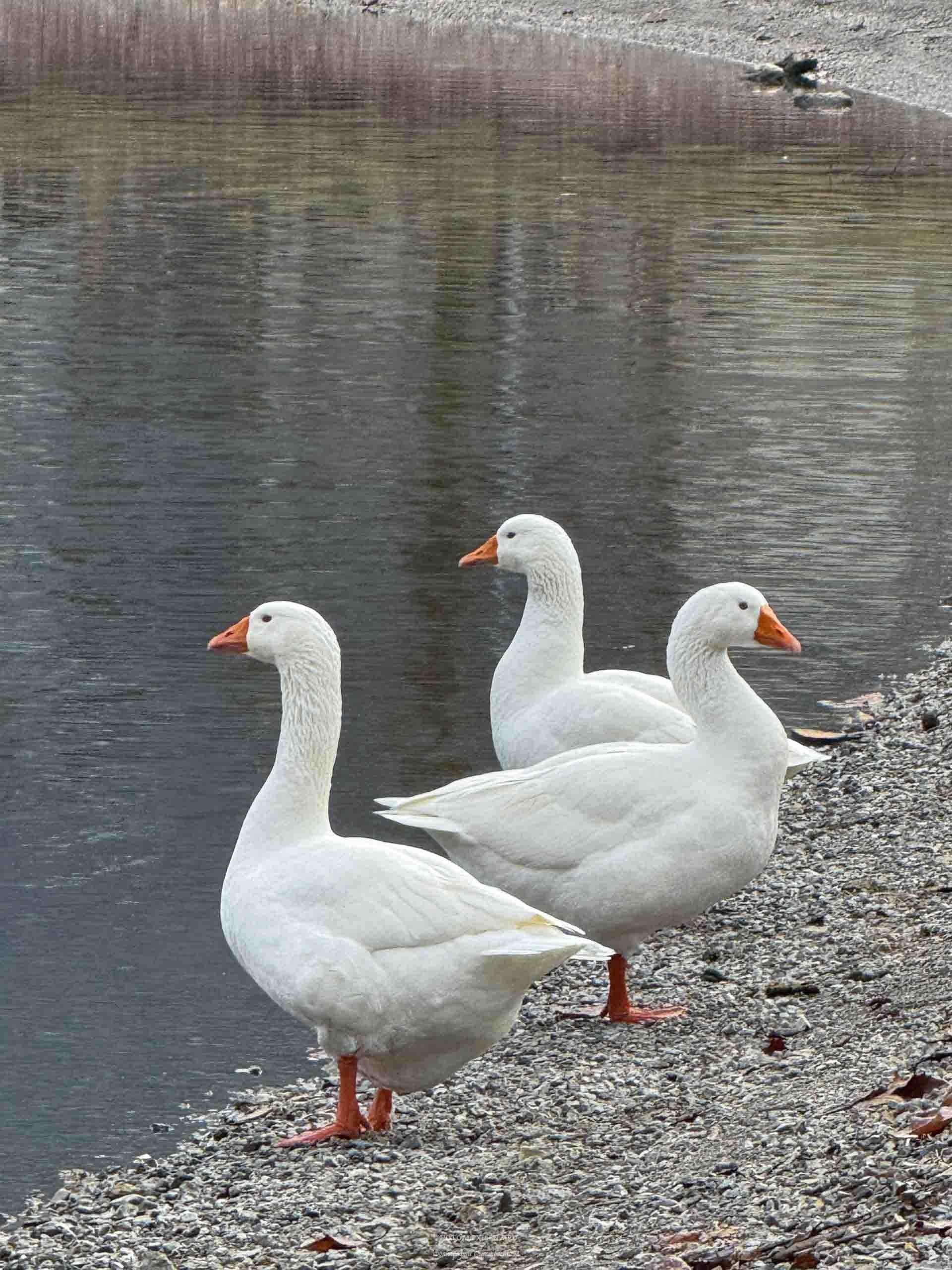 Озеро Идро-маленькая жемчужина. Авторские стильные фотокартины