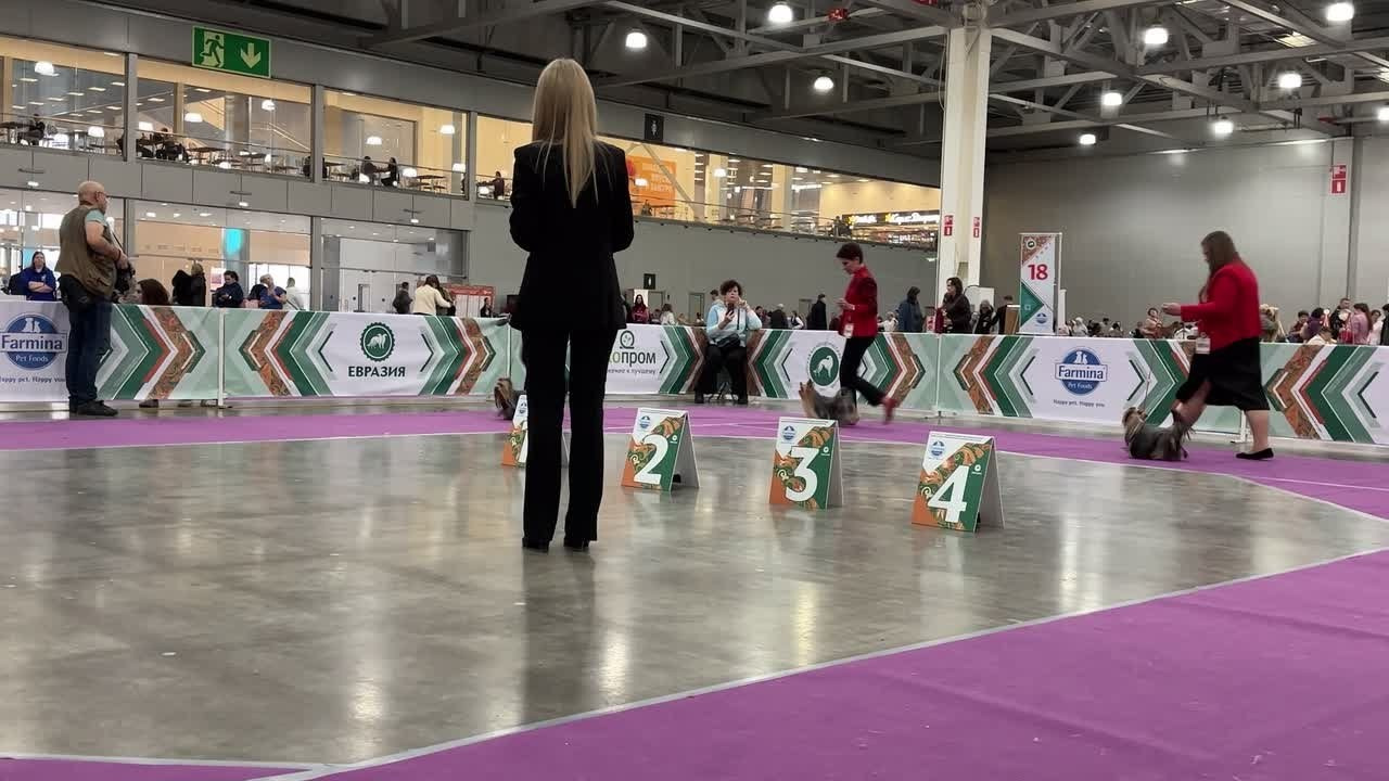 EURASIA 2025. Йоркширский терьер — питомник йоркширских терьеров Vole'T Shou