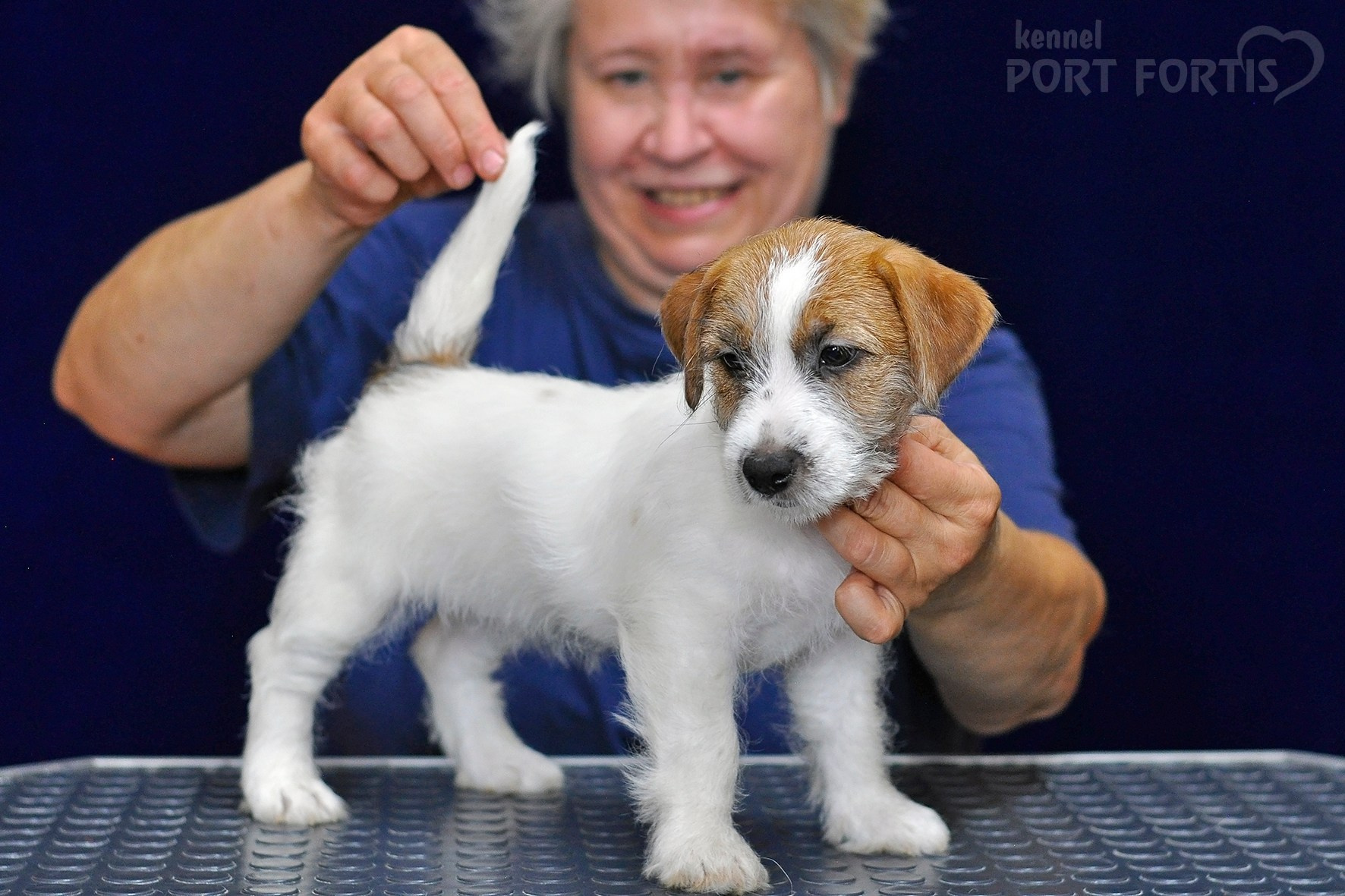 2026 Litter H female 3. Щенки джек рассел терьера, питомник РКФ, питомник джек рассел терьеров, питомник Порт Фортис, kennel PORT FORTIS