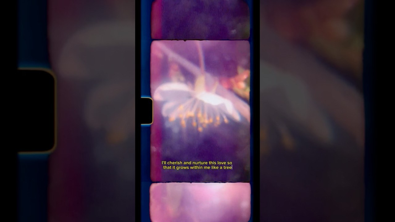 Filming life. POLINA MÔMOT