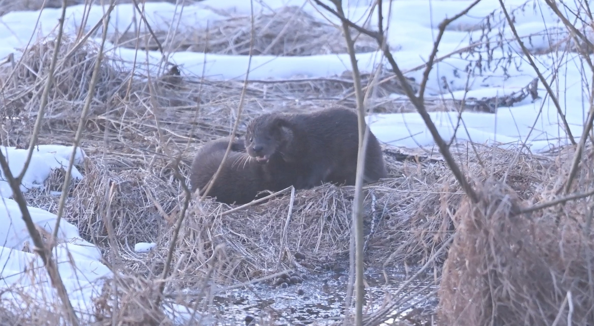 Выдры. Фотограф Сергей Пупонин
