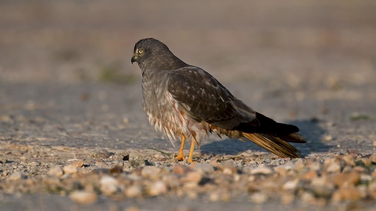 Лунь и коршуны. Harrier and Kites. Wildlife photography by Sergey Puponin