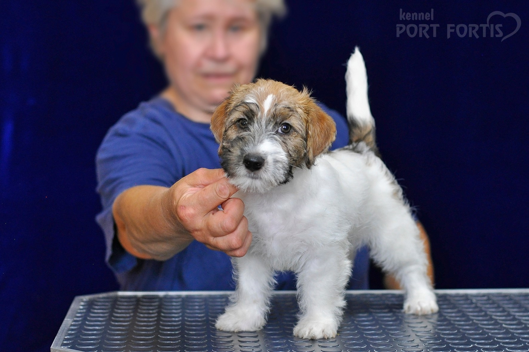 2026 Litter H female 1. Щенки джек рассел терьера, питомник РКФ, питомник джек рассел терьеров, питомник Порт Фортис, kennel PORT FORTIS