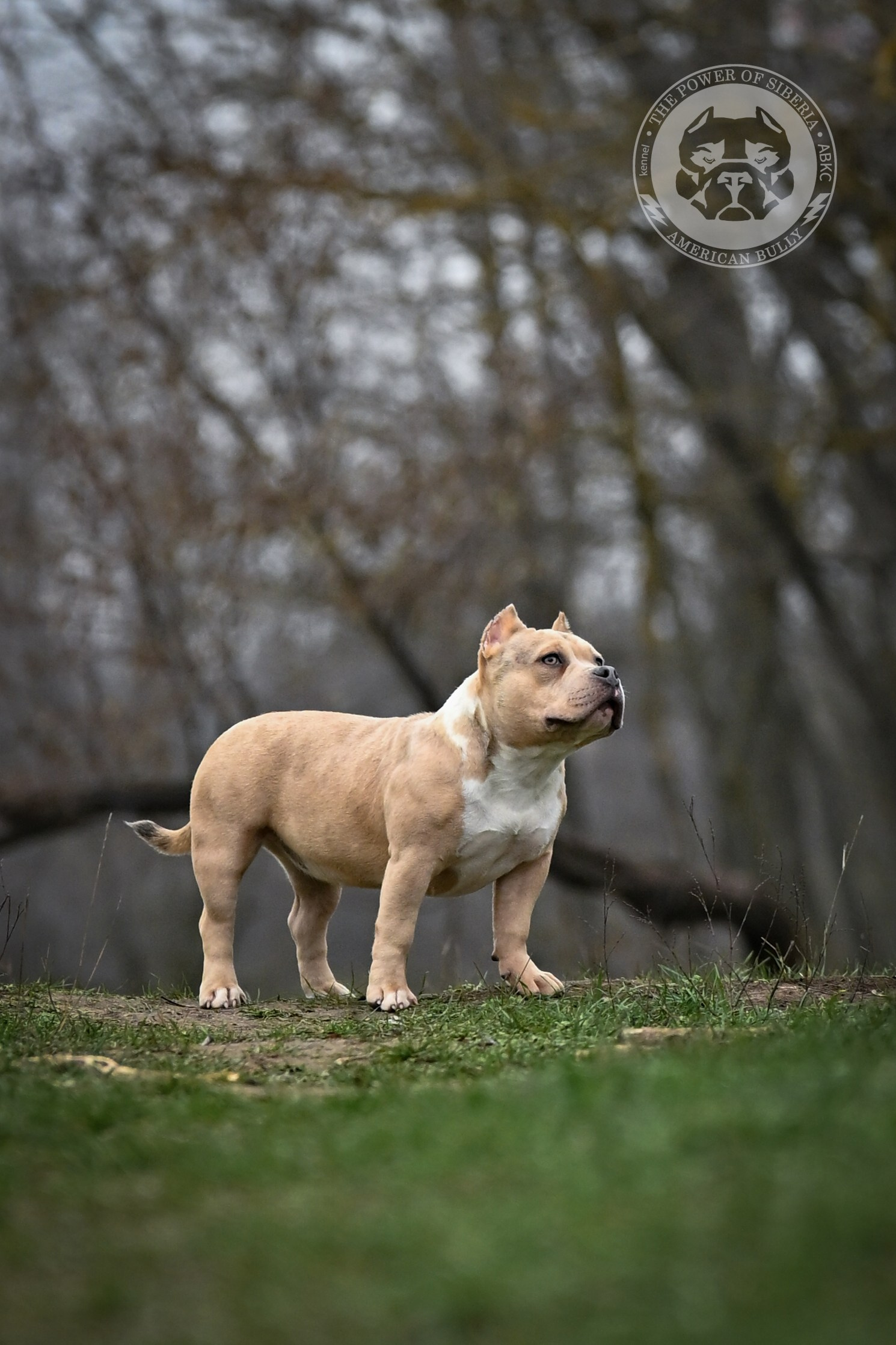 Все свободные щенки. Американский Булли в г. Ростов-на-Дону. Питомник THE POWER OF SIBERIA
