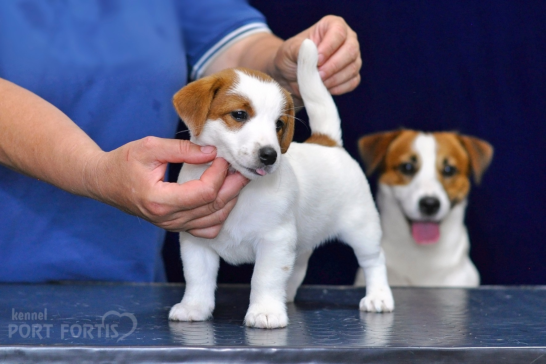2026 Litter C-K female 2. Щенки джек рассел терьера, питомник РКФ, питомник джек рассел терьеров, питомник Порт Фортис, kennel PORT FORTIS