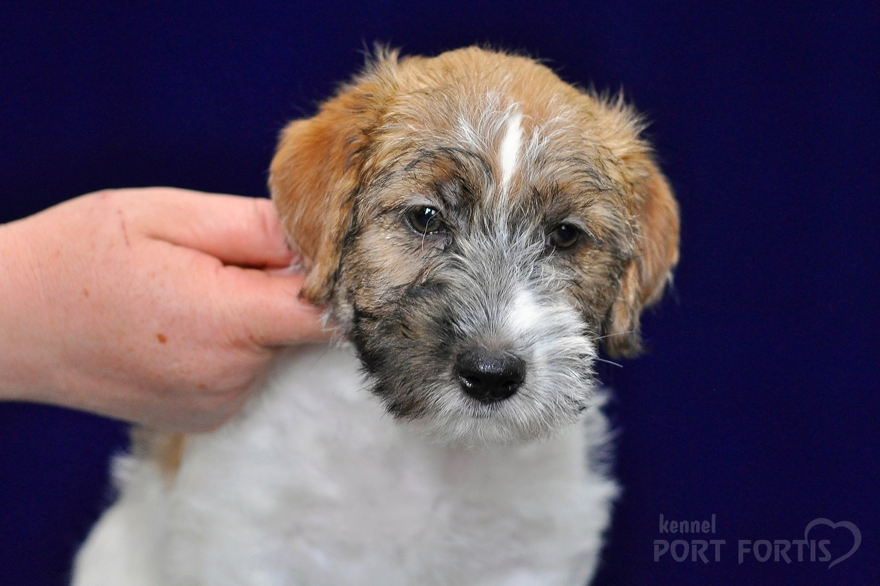 2026 Litter H female 1. Щенки джек рассел терьера, питомник РКФ, питомник джек рассел терьеров, питомник Порт Фортис, kennel PORT FORTIS