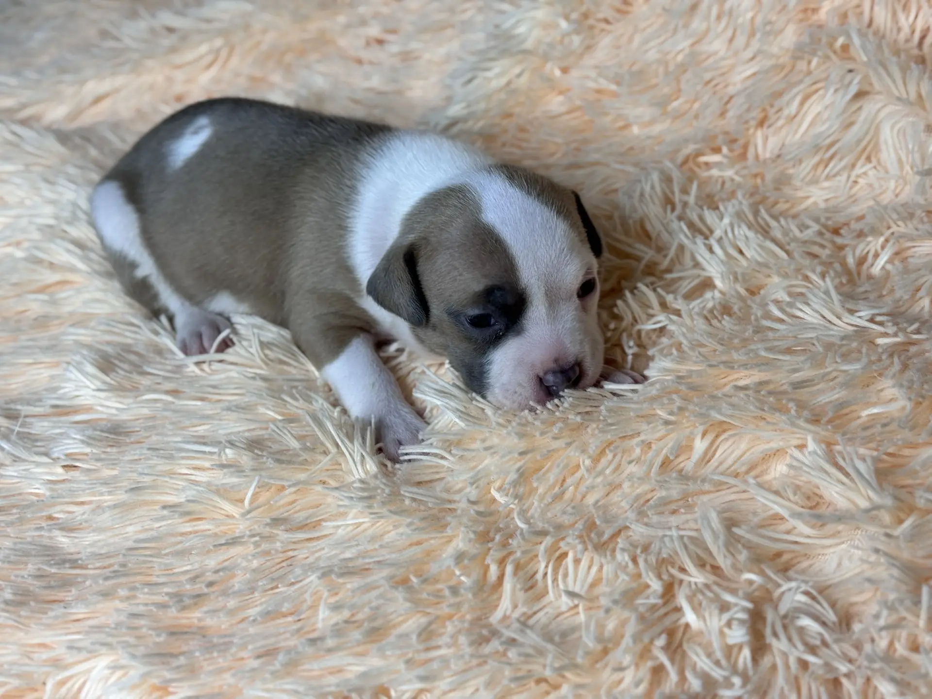 Все свободные щенки. Американский Булли в г. Ростов-на-Дону. Питомник THE POWER OF SIBERIA