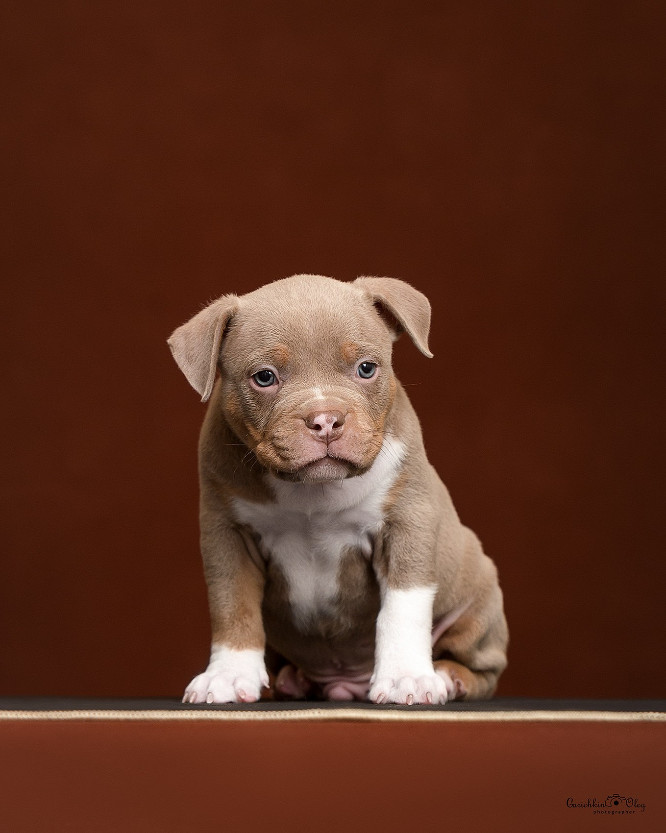 купить щенка Американского булли в Нижнем Новгороде