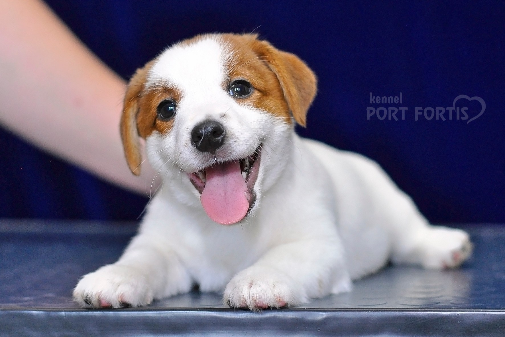 2026 Litter C-K female 2. Щенки джек рассел терьера, питомник РКФ, питомник джек рассел терьеров, питомник Порт Фортис, kennel PORT FORTIS