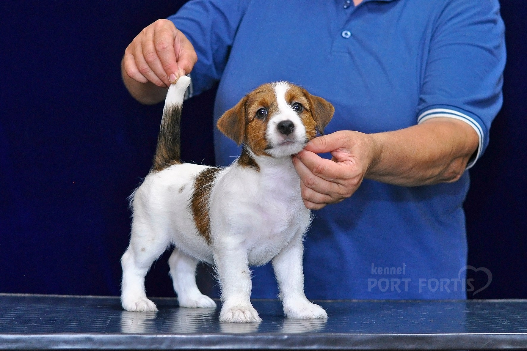 2026 Litter C-K male 1. Щенки джек рассел терьера, питомник РКФ, питомник джек рассел терьеров, питомник Порт Фортис, kennel PORT FORTIS