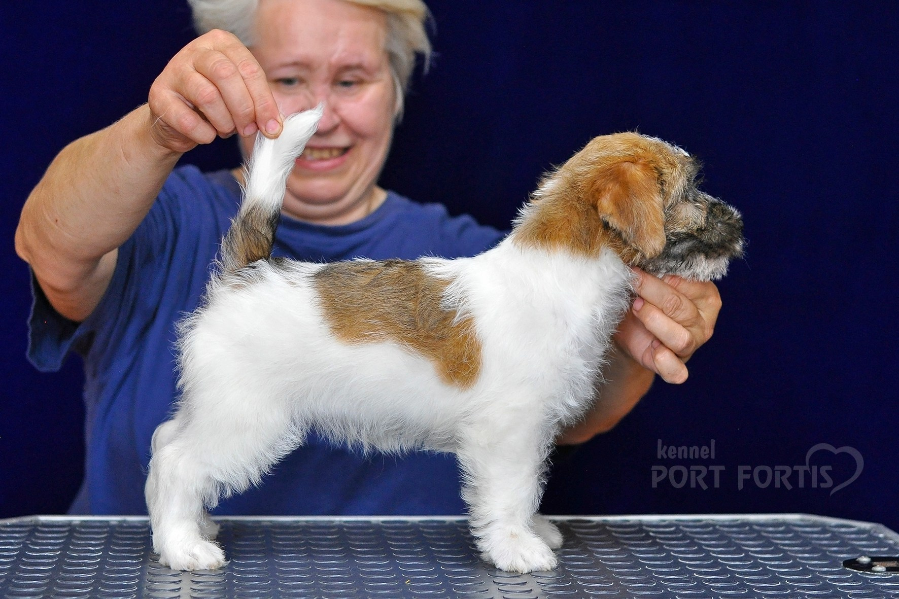 2026 Litter H female 1. Щенки джек рассел терьера, питомник РКФ, питомник джек рассел терьеров, питомник Порт Фортис, kennel PORT FORTIS