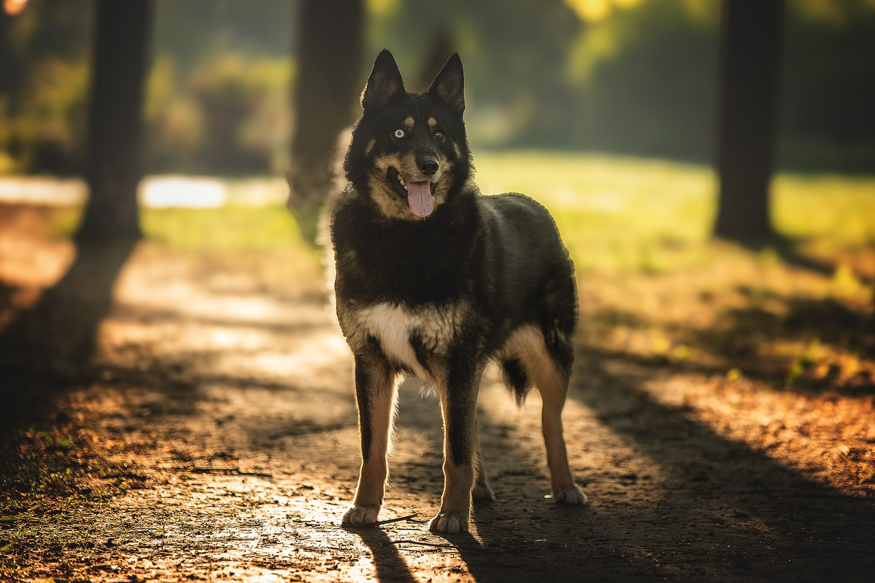 ИЩУТ ДОМ. Фотограф-анималист в Москве и Подмосковье