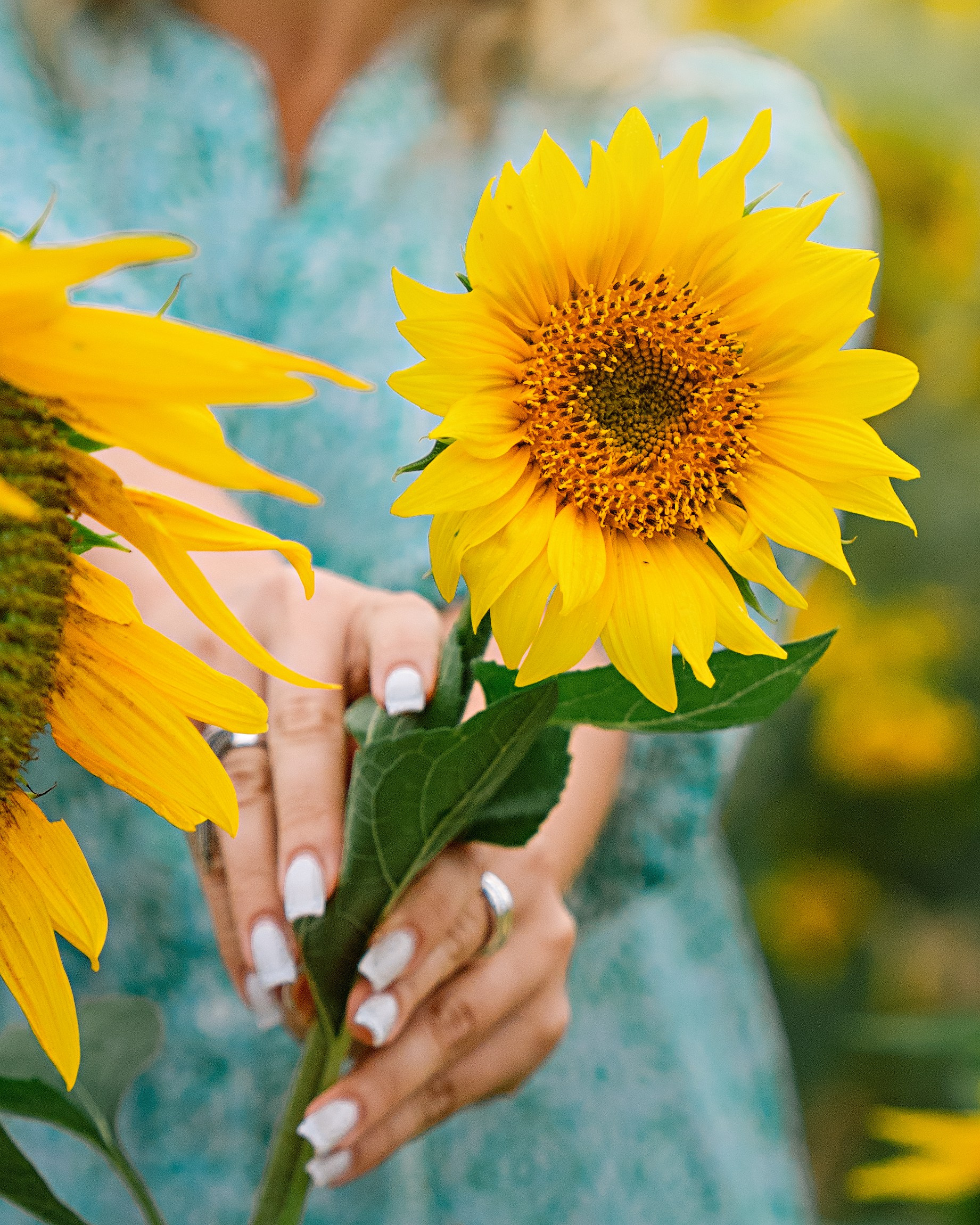 подсолнухи фото и девушка