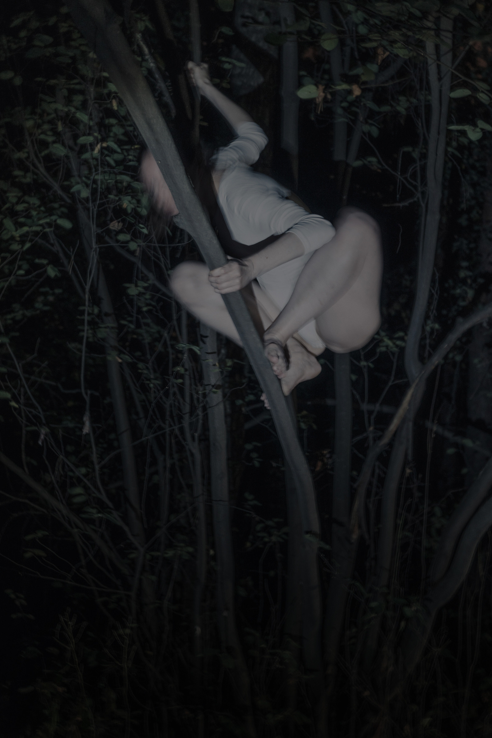 Nocturnal Animals. Mixed-media artist