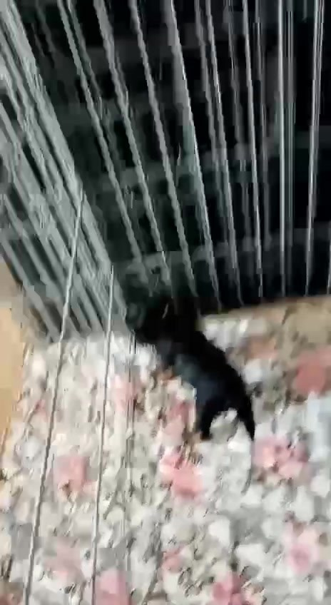 Lux became a dad. Chinese Crested Dog Kennel Poale Ell