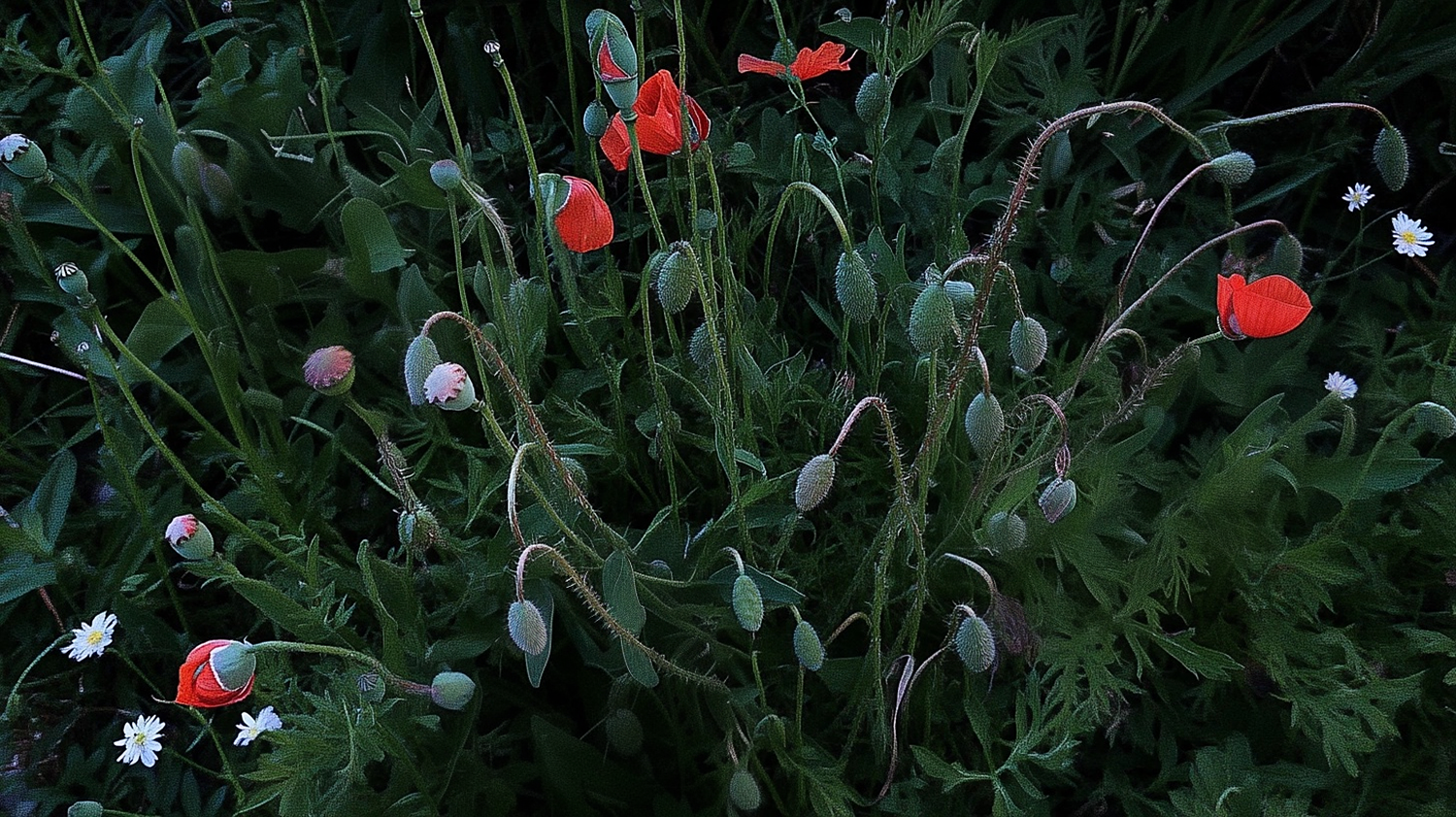 Таня Щербинина «Папараць-кветка». Самоорганизация Низина