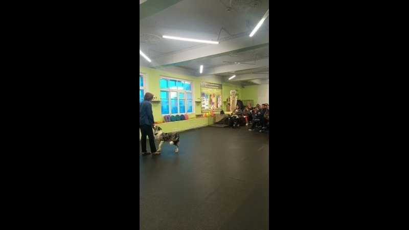 День Открытых Дверей по 🔥ТАНЦАМ с СОБАКАМИ. НРОО КЦ "Собаковод"