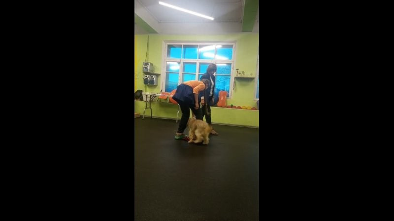 День Открытых Дверей по 🔥ТАНЦАМ с СОБАКАМИ. НРОО КЦ "Собаковод"