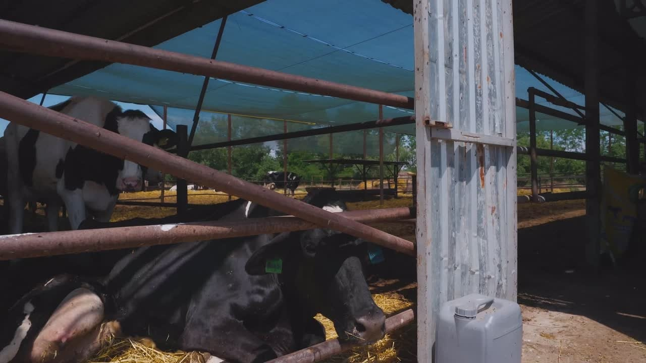 Видеоограф оператор Пятигорск, Ставрополь, Ессентуки, Кисловодск. Фотограф, видеограф Пятигорск, Ставрополь, Ессентуки, Petlyakovs_photo