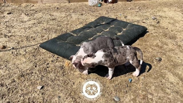 Помет Арчи и Нора. 18.03.25. Американский Булли в г. Ростов-на-Дону. Питомник THE POWER OF SIBERIA