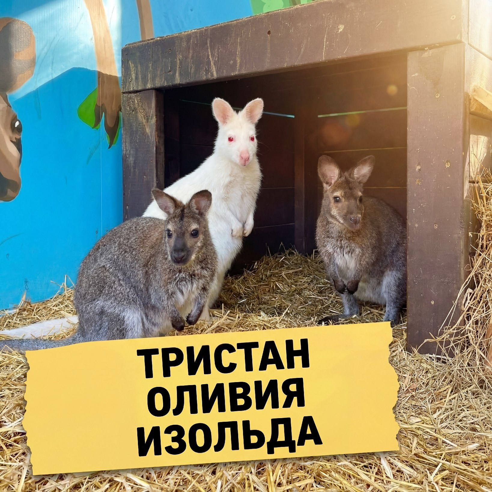 Рыже-серый валлаби Мини-кенгуру в зоопарке Лесная Братва