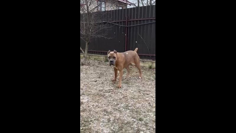 Собаки производители. Кане Корсо Лайф, щенки породы Кане Корсо, г. Москва