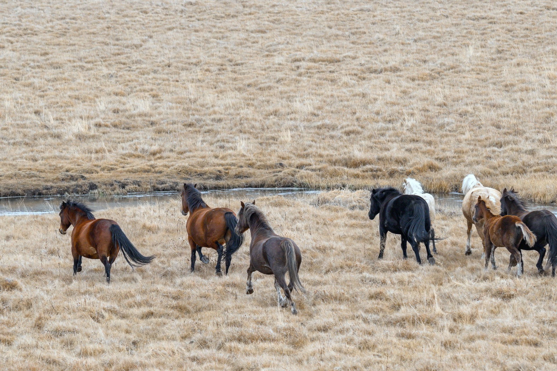 Юлия Шустерова