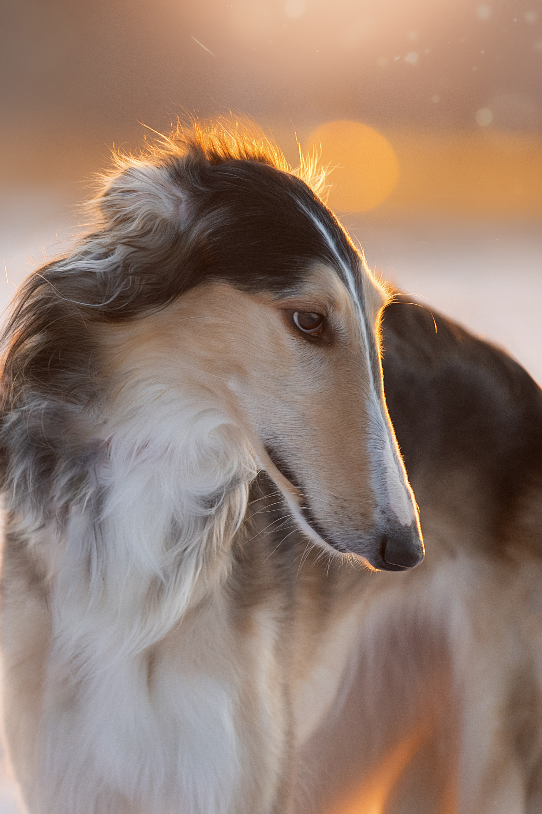 Фотограф анималист в Санкт-Петербурге Светлана Писарева