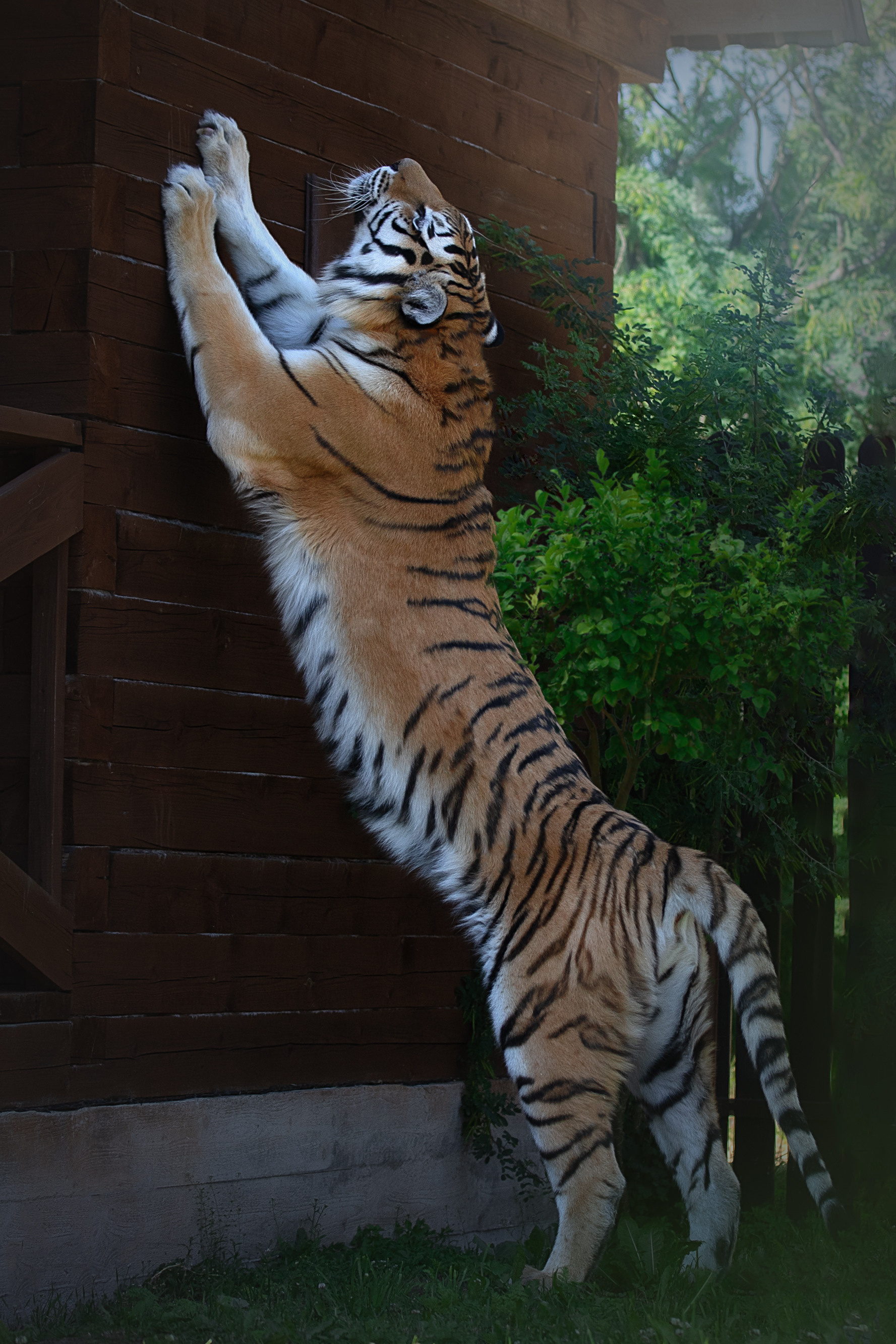 Фотограф анималист в Санкт-Петербурге Светлана Писарева