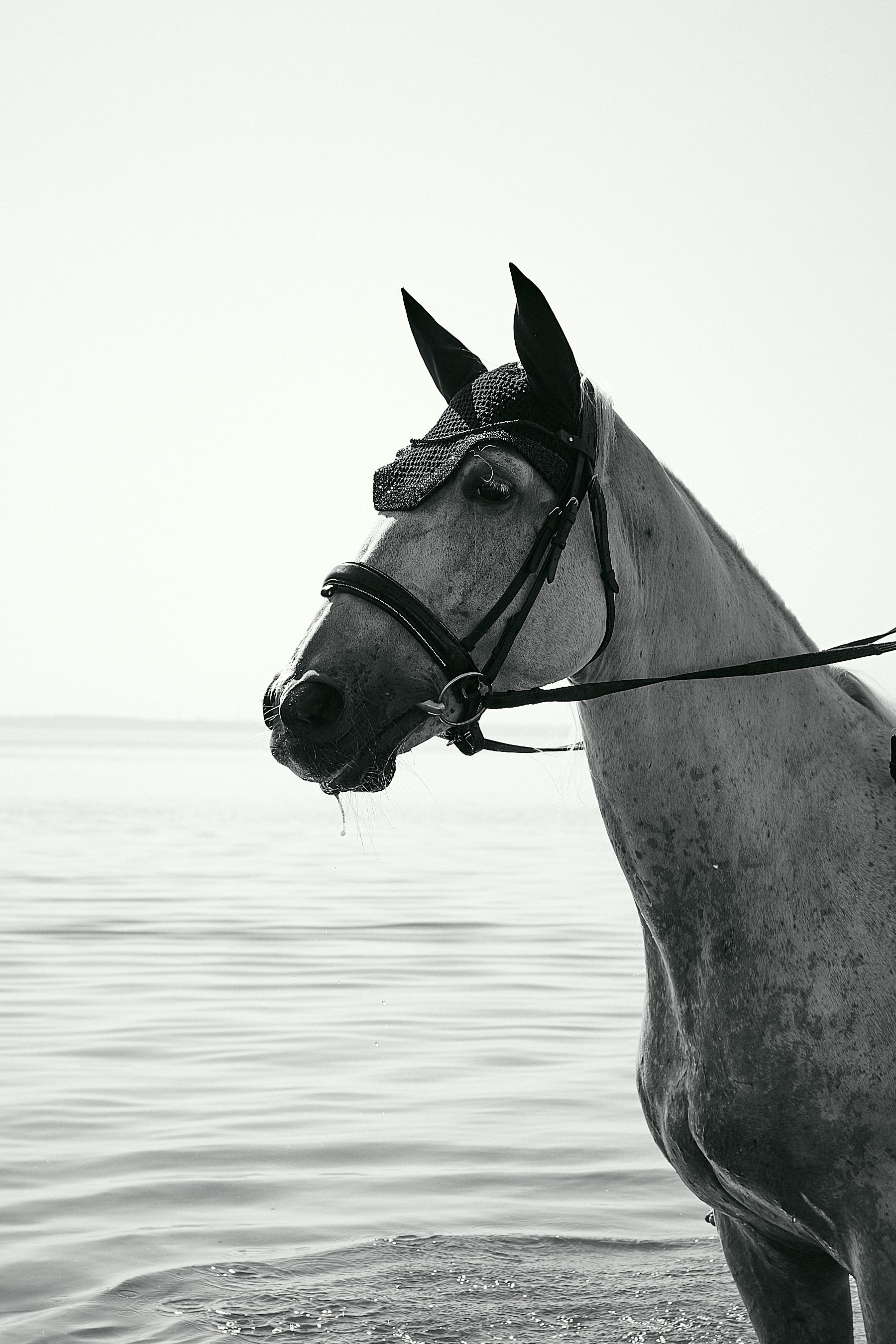 Фотосессии с лошадьми в Москве, Новосибирске
