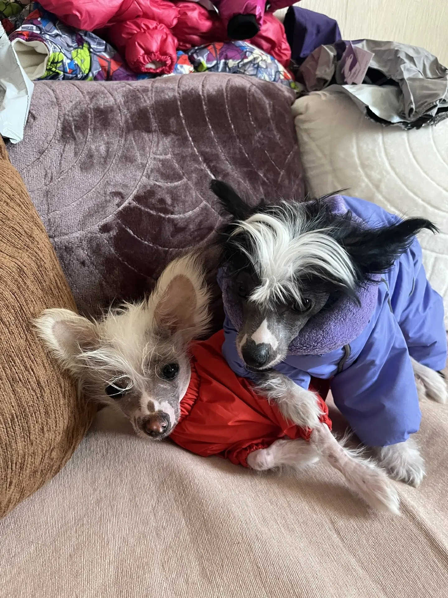 Poale Ell Dominika. Poale Ell Chinese Crested Dog Kennel: Buy a puppy from the kennel