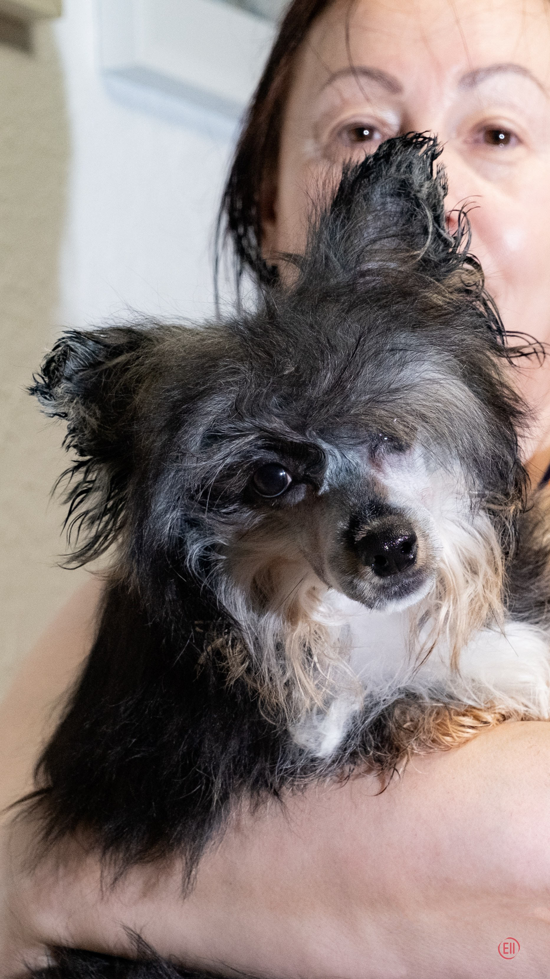 Poale Ell Grace. Питомник китайских хохлатых собак Poale Ell: купить щенка в питомнике